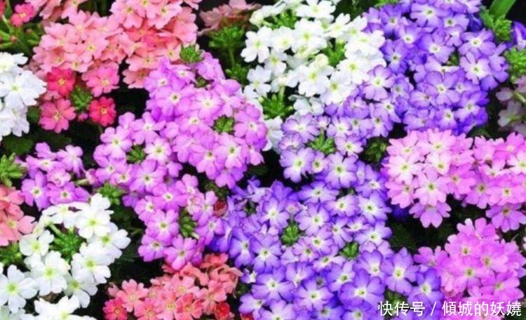 4种花适合新手养，不用费心，开花爆盆很简单，满树都是花朵