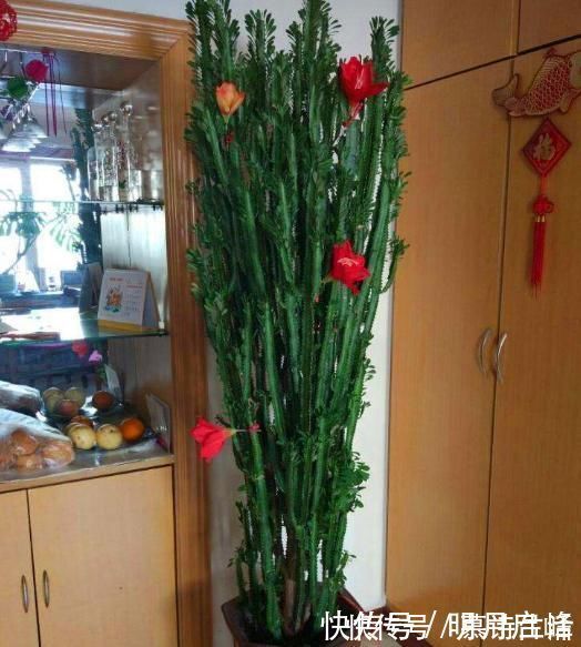 这“3种花”最好扦插，“掰枝条”插土里就能活，花友看了都羡慕