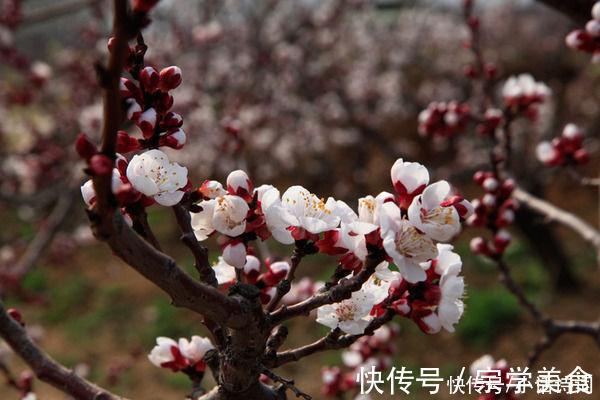 苏轼|苏轼很有特色的一首词,名句纷呈,“天涯何处无芳草”也出自此词