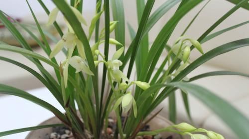  用来|什么淘米水、黄豆水都不如它，用来养兰花，新叶侧芽一起长