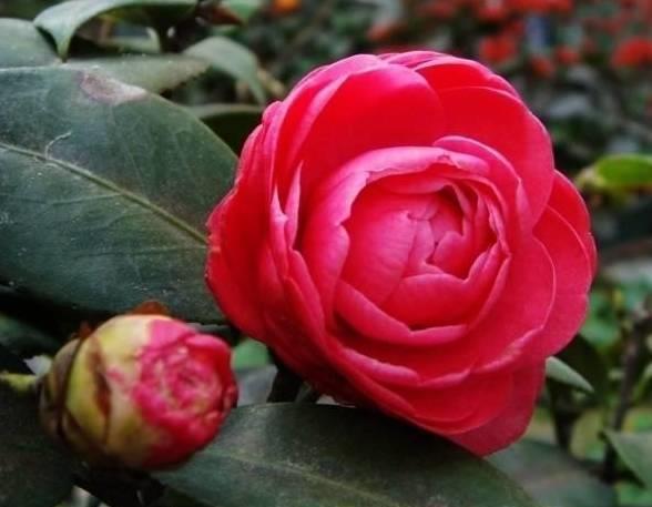 蟹爪兰|蟹爪兰茶花栀子花老是落蕾,学会这招分分钟开花