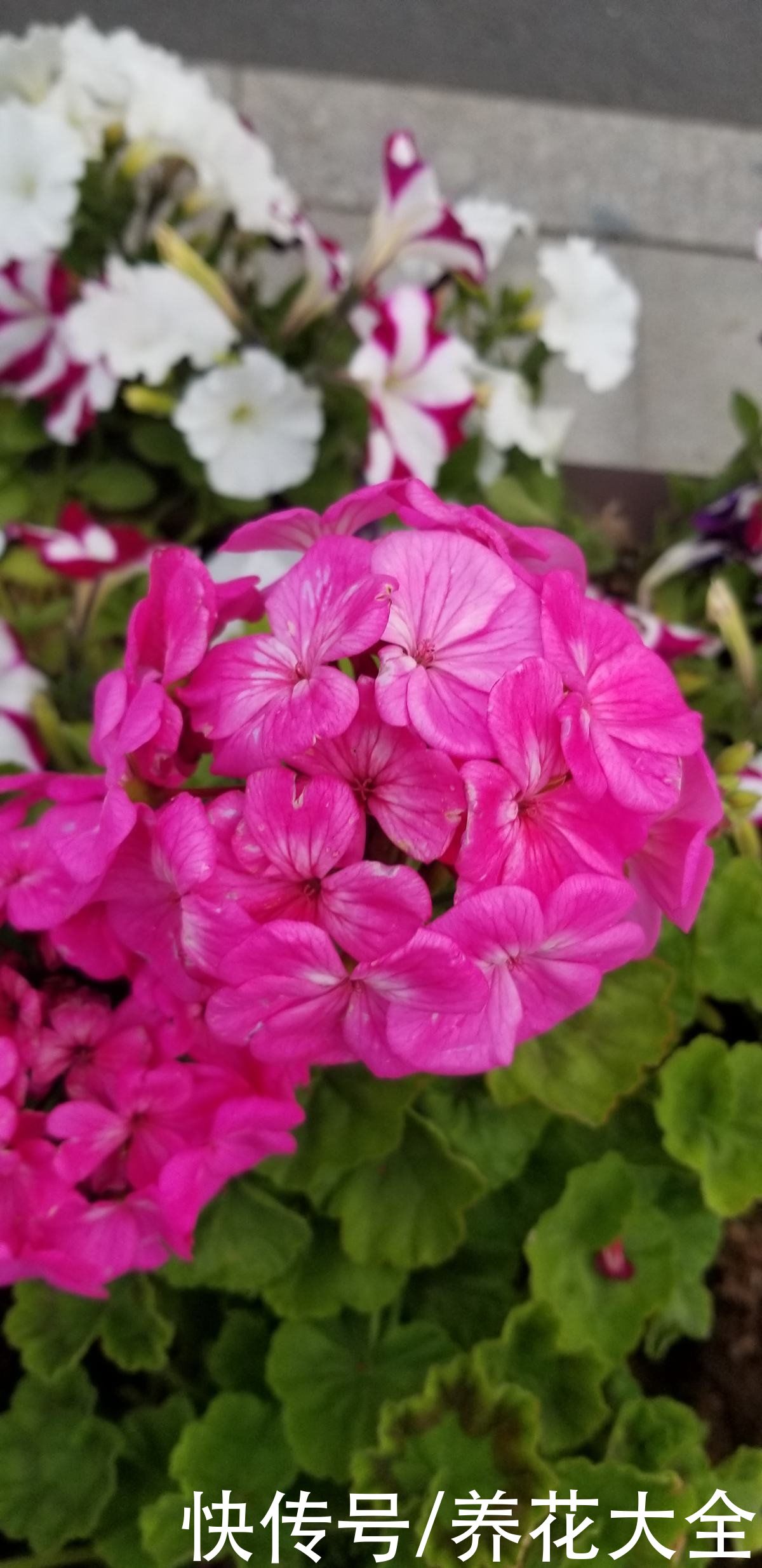  这4种花颜值虽然高，但是味道却很“臭”，真是让人又爱又恨