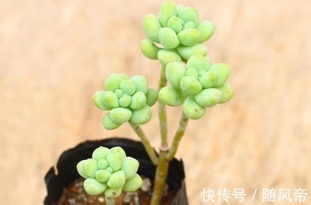 多肉天使之泪天生长的高,可别当徒长处理,养成直立桩偷着乐吧