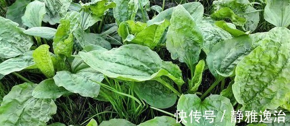 功效|车前草有什么功效和作用,怎么服用,大夫告诉您答案