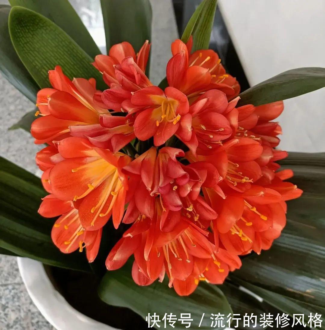 君子兰|8种花夏天不能买,买回来就死,白浪费钱