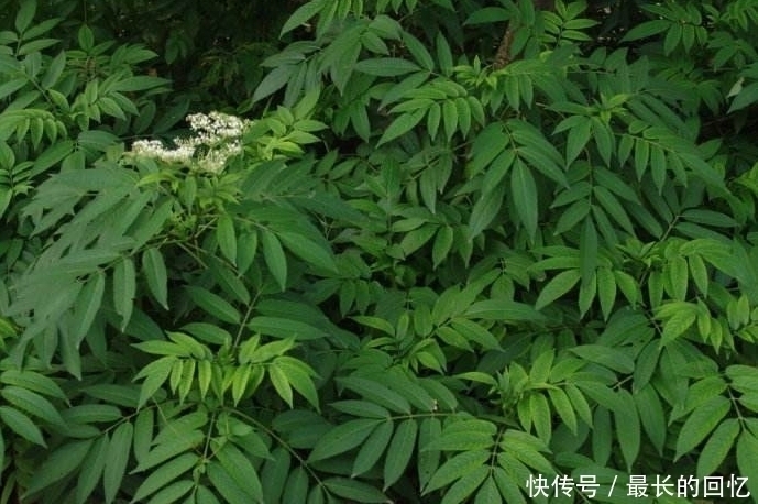 纯天然|农村此类野菜对身体好,教大家认识一下,你认识几种纯天然食物