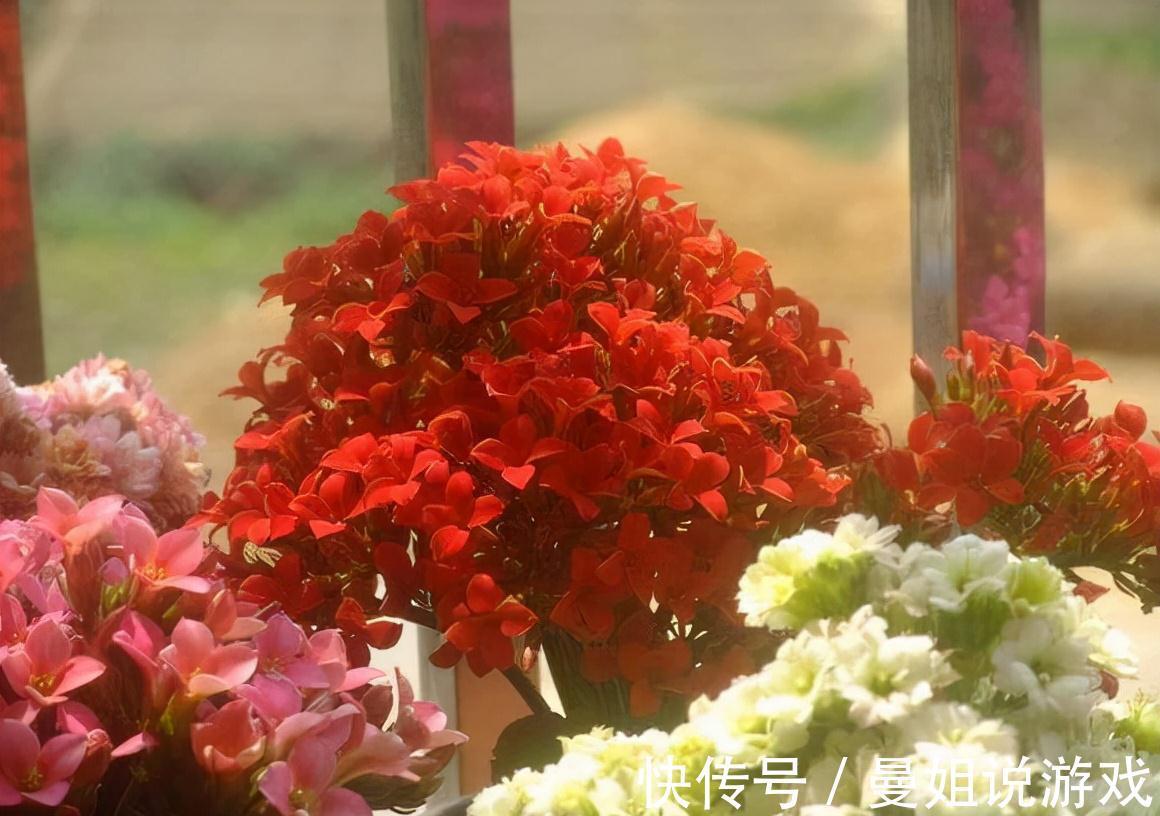 养蟹爪兰长寿花,喂颗孩子最爱的开胃药,叶片肥绿、开花80朵