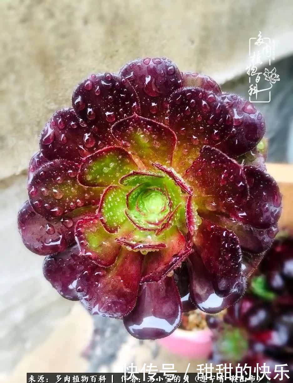 蚧壳虫|远嫁他乡,多肉是我孤寂时最美的陪伴!