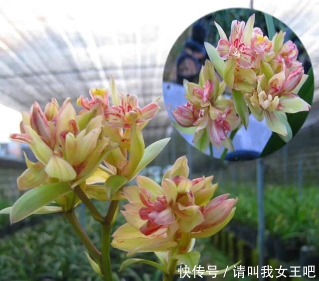 6种兰花,一开花香飘满屋,越养越值钱!6种兰花,一开花香飘满屋,越养越值钱!