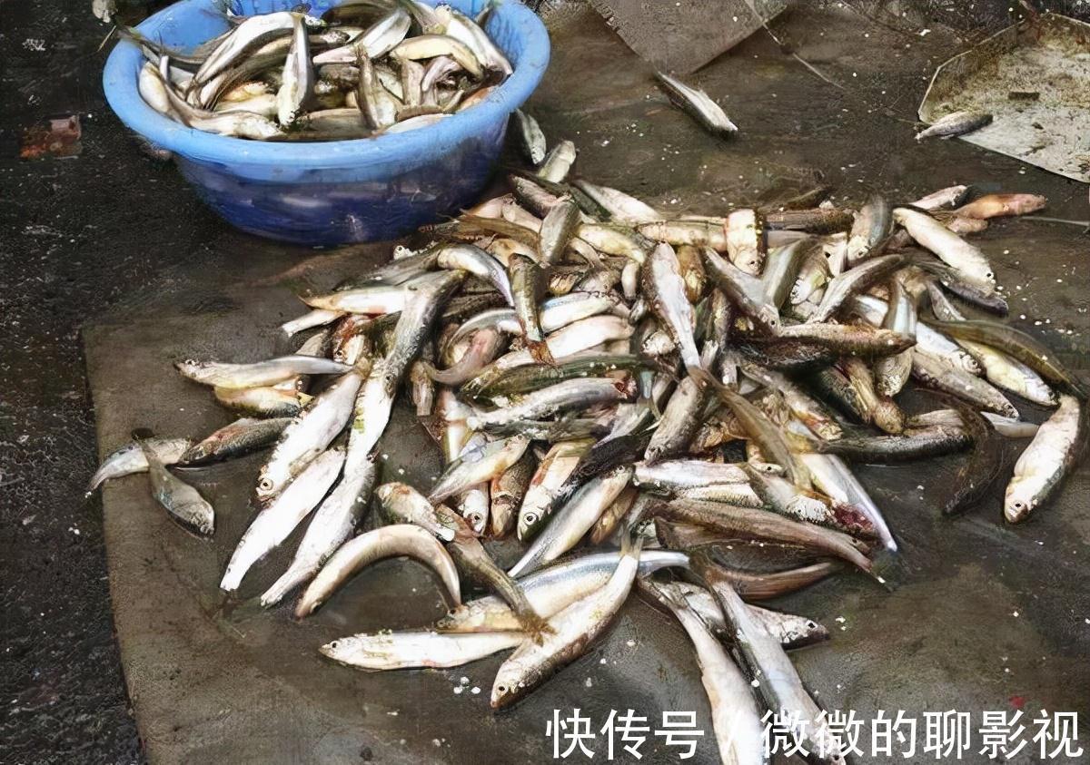 学会四钓四不钓,钓鲫鱼,易如反掌