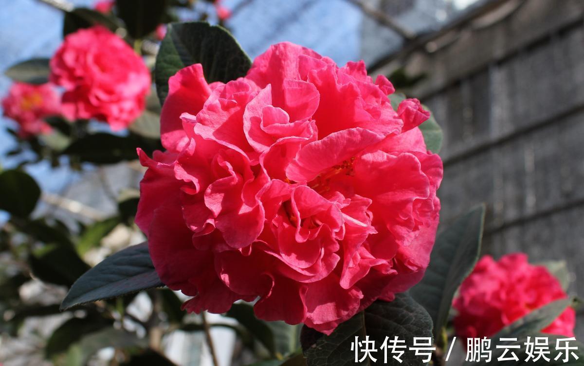 养茶花,有3个问题很重要,忽视了,不开花,更难养活