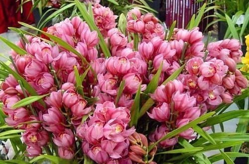 美过荷花，香过桂花，一年四季花开不断，连玫瑰都自愧不如