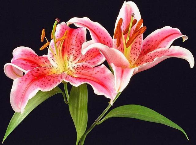 养好百合花,这几点要知道,小心花期连花都没有!