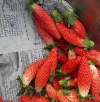  小伙儿街头卖“胡萝卜”，仔细一看是草莓，2小时卖光了5箱