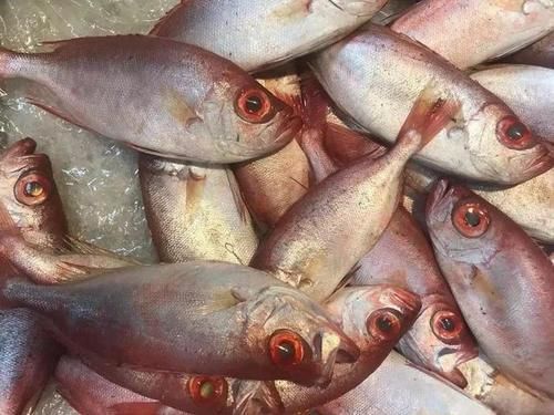 鱼类|这四种鱼建议少吃,否则或不利于健康,不妨提前了解一下