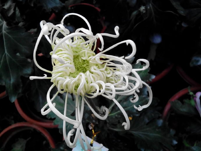 喜欢菊花，不如养盆“菊中珍品”碧玉芳龄，似白衣仙女，清新淡雅