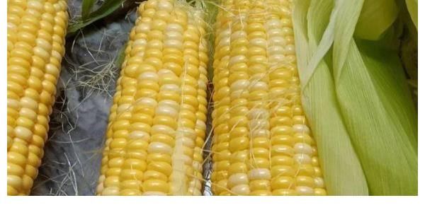 保鲜膜|嫩玉米吃不完，别直接冷冻，教你3招，放1年还鲜嫩好吃！