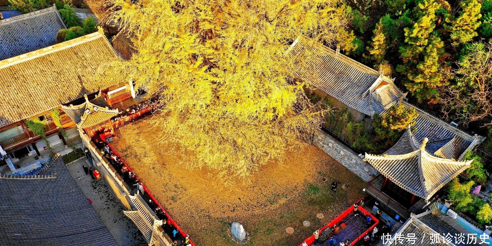 据说|秦岭深处冷门寺庙，却藏着一棵无价之宝，据说和李世民有关