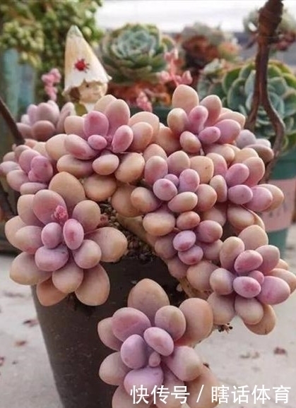 悬崖|这6种多肉养成悬崖桩，价格贵、颜值高，看起来真过瘾