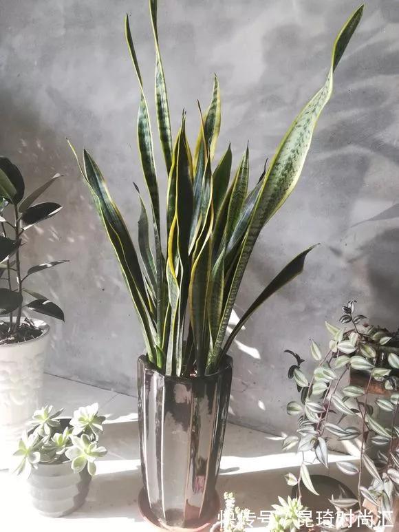 金枝玉叶|极难养死的4种花,太省心,丢阳台不管,轻松长爆盆