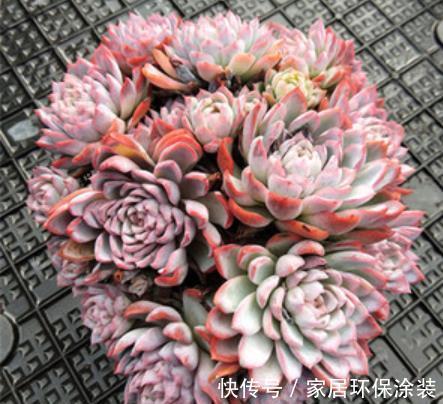 推荐5款“女王”多肉,每一种都好看,皮实好养,总有一款适合你