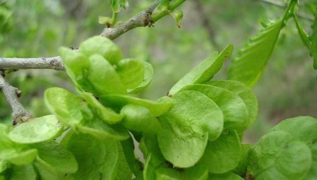 乡下这些野菜，曾经不被重视，现在成了稀罕物，价值高