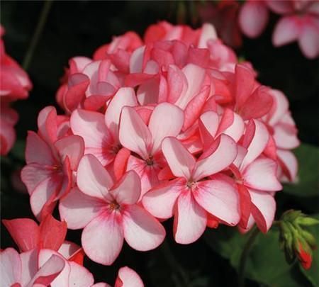 夏天|这3种花,冬天不怕冷,夏天不怕热,一年四季有花看!