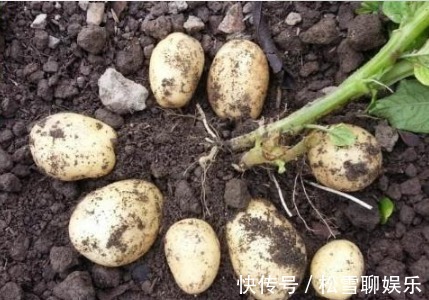 满盆|发芽“土豆”不要扔丢盆里，花开比水仙还好看，结出满盆土豆来