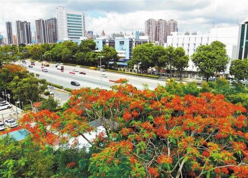 东湖公园|凤凰木：花开时节红动鹏城