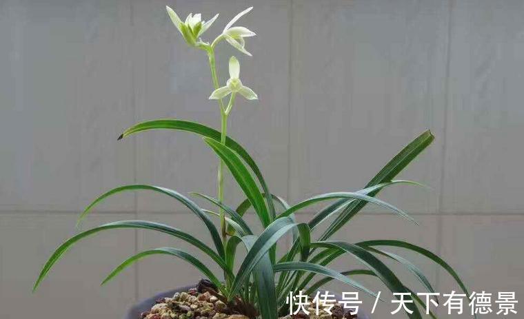 焦尖|兰花焦尖，该不该剪掉？分情况，还需多注意日常打理