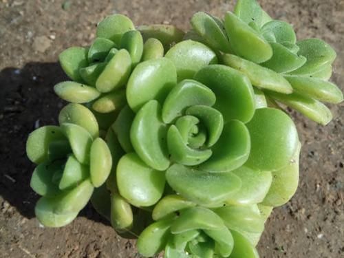 叶片|养多肉百合莉莉，香味和果冻色都想要，不能心软，狠心做好2件事