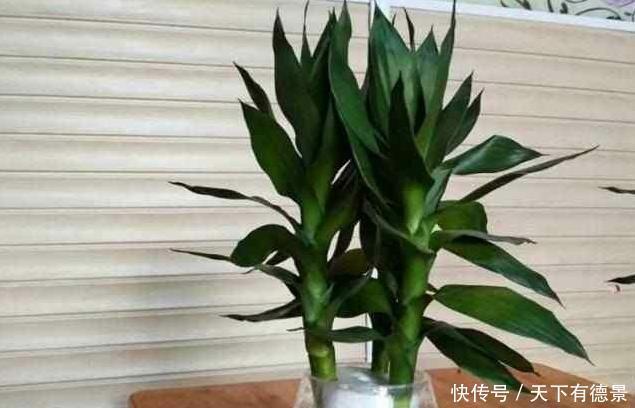 富贵竹|水养富贵竹5个小技巧,叶子油绿有光泽,再也不怕黄叶了