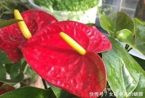 寓意|这几种花有钱人都抢着养,家里种上一盆顺风顺水,日子越过越红火