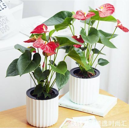 兰花|此款花卉，花期长易养活，家养一盆全年赏花，是阳台盆栽极品