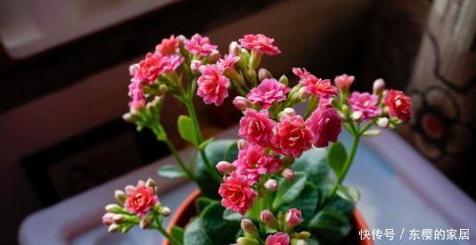 佳品|5种懒人花,30天不浇水也能枝繁叶茂,花开满盆,是客厅盆栽佳品