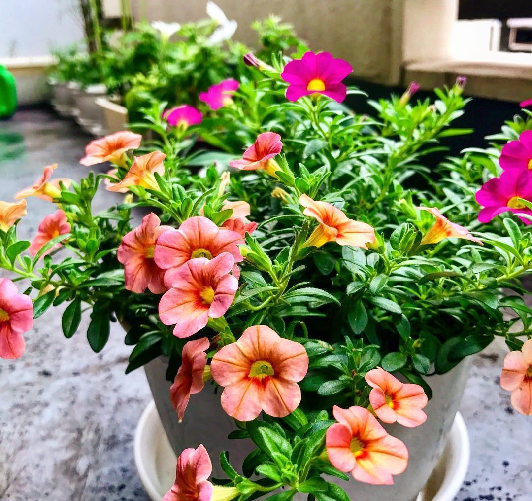 养护|阳台爆盆首选百万小铃，这样养护开花不断，长成花球