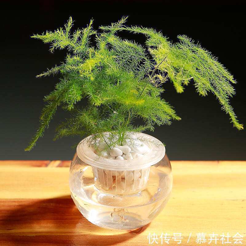 支撑架|3种花养不好“别放弃”,直接扔水里,10天就生根,比绿萝还好养