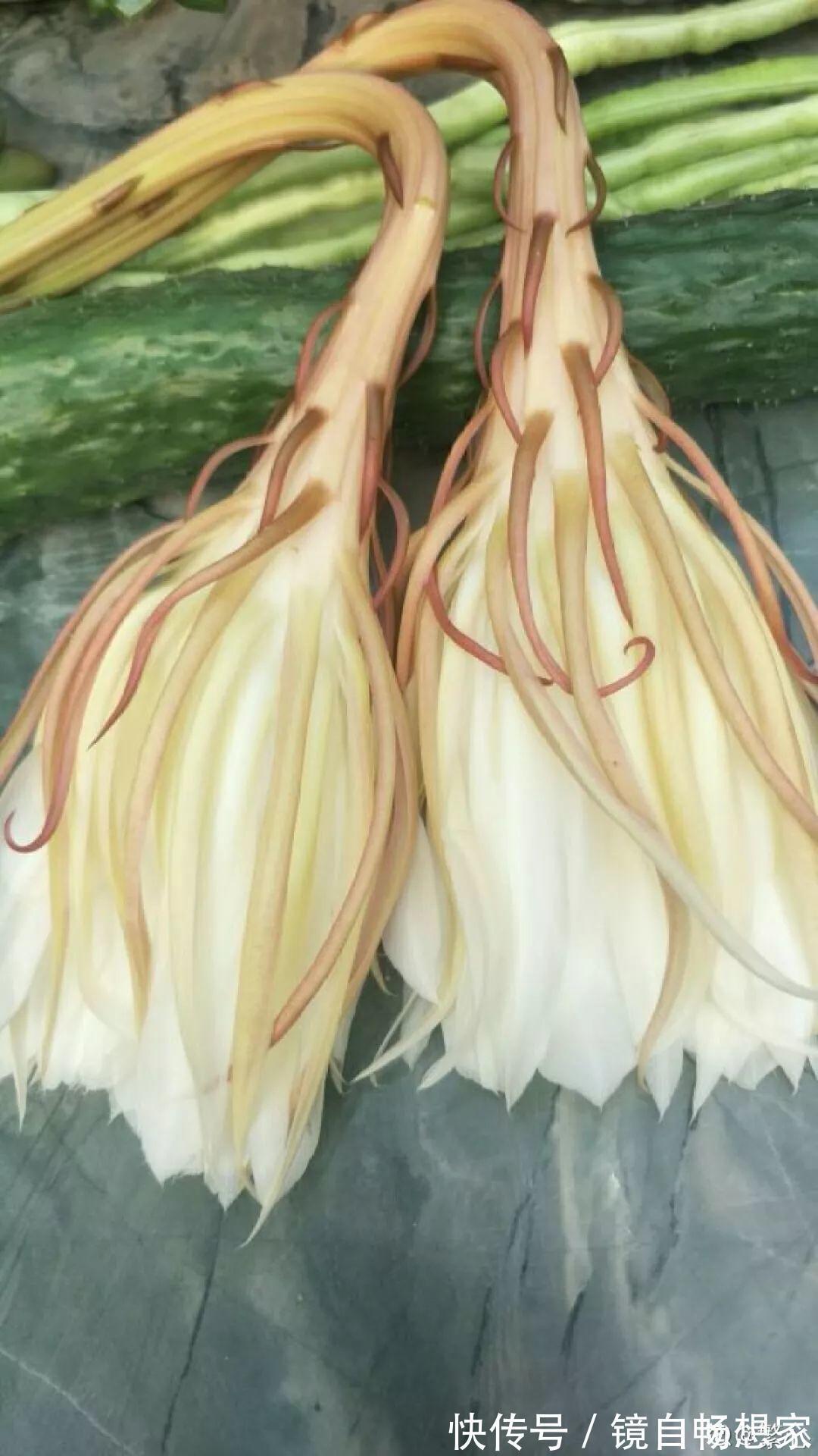 这花真稀罕,刚开花就被掐光了,花钱未必买得到!