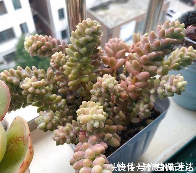 养护|春天养多肉,半个月就变成“胖墩子”,叶子又肥又圆!