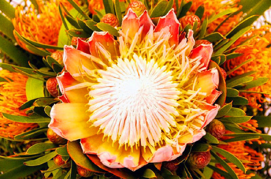 此花就像是花中的王者一样,代表了胜利美满,是吉祥的花