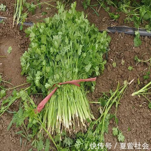普通话|香菜学名叫什么？很多农村人的叫法才正确，为何在历史上被误传
