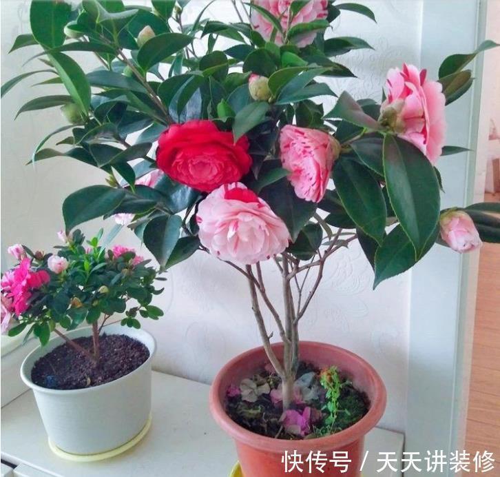 发财树|年底逛花市，这些花最好看、最好养，赶紧抱回家