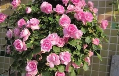 此花,比茉莉好看,比月季开花多,层层叠叠似牡丹,能开300天