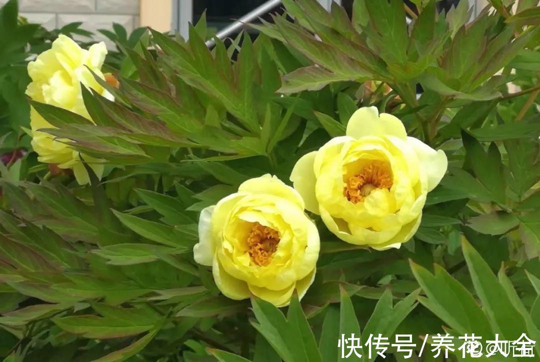 10种花不怕冷，先别搬进屋，放外面冻一冻，开花更旺