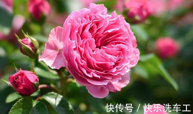 藤本月季|不垂头的5种藤本月季,勤花又好看,全面盛开很漂亮!