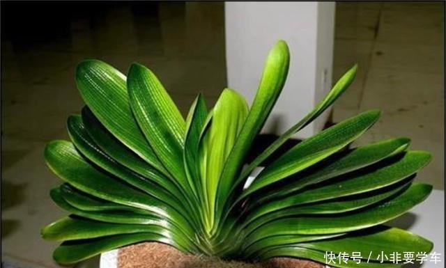 没想到!“香蕉皮”竟然有如此作用,养的君子兰,大棵又养眼!