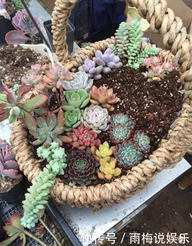 花盆|用篮子种多肉,红灿灿的超好看,瞬间变身高档花盆!