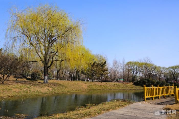 老年|邹平韩店：初春景色美如画