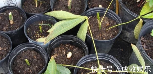 盆栽养花发财树这样养,再也不烂根,开花结果黑油亮