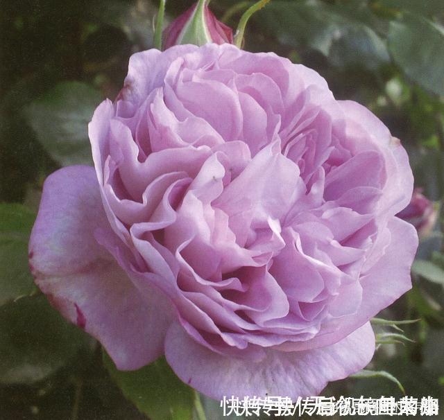 月季|20款紫色月季品种。浓香、抗病非常好养,天然紫色唯美盛开